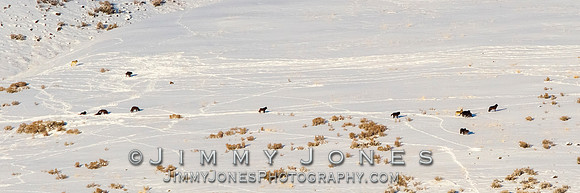 Junction Butte Wolves
