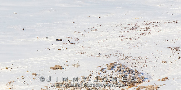 Junction Butte Wolves