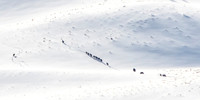 Junction Butte Wolf Pack
