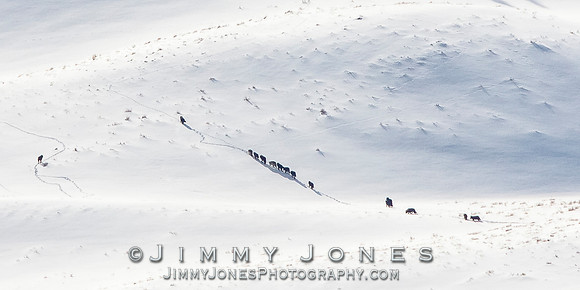 Junction Butte Wolf Pack