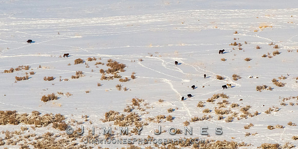 Junction Butte Wolves