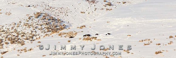 Junction Butte Wolves