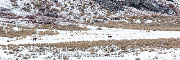 Junction Butte Wolves