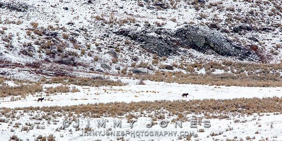 Junction Butte Wolves