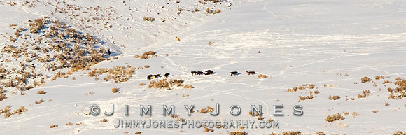 Junction Butte Wolves