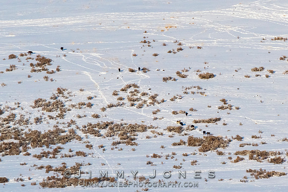 Junction Butte Wolves