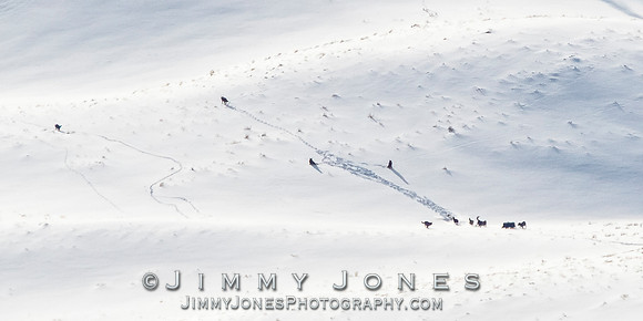 Junction Butte Wolves