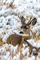 Mule Deer