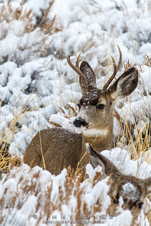 Mule Deer