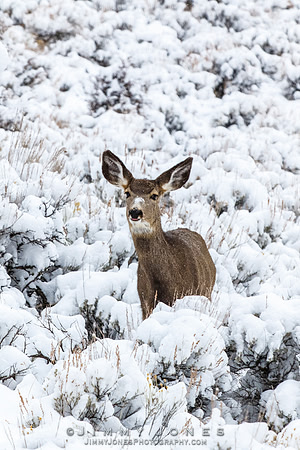 Mule Deer