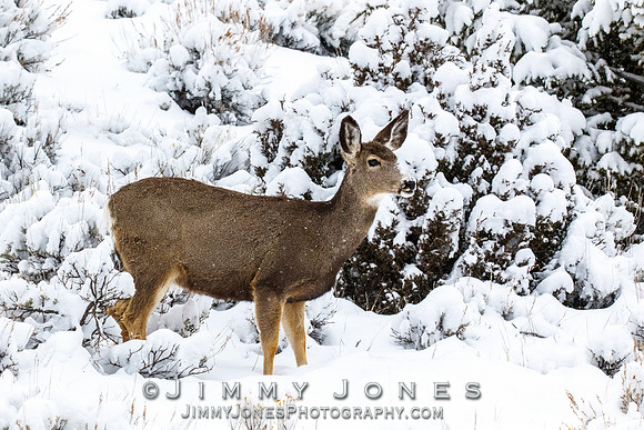 Mule Deer