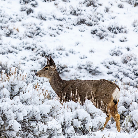 Mule Deer