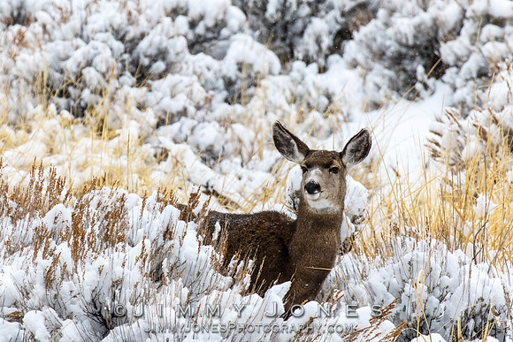 Mule Deer