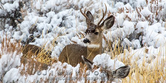 Mule Deer