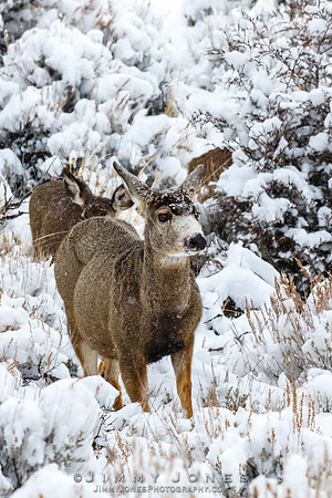 Mule Deer