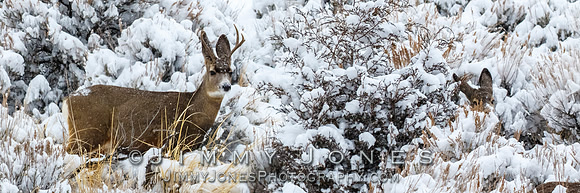 Mule Deer
