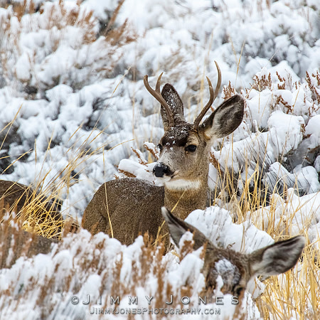 Mule Deer