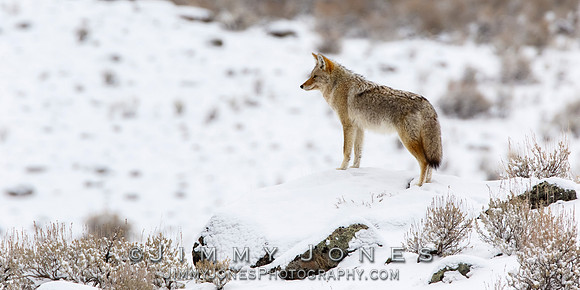 Coyote