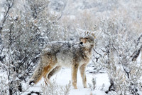 Coyote