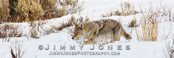 Coyote