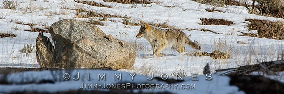 Coyote