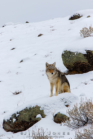 Coyote
