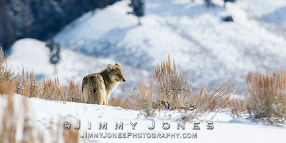 Coyote
