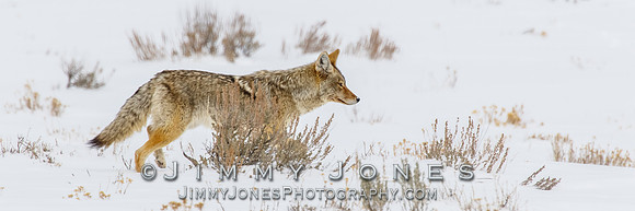 Coyote