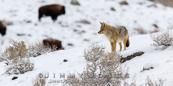 Coyote