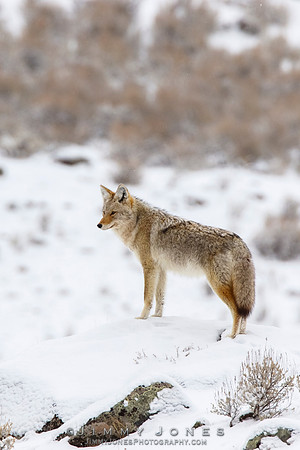 Coyote