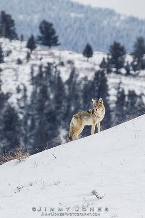 Coyote