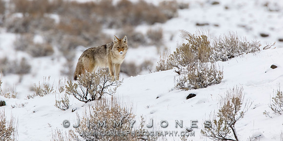 Coyote