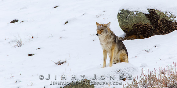 Coyote