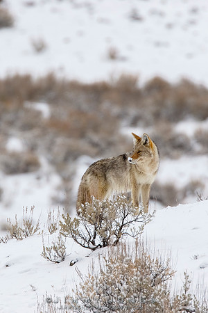 Coyote