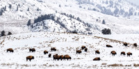 Bison