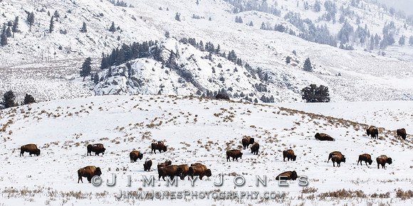 Bison