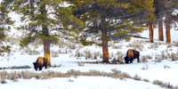 Bison