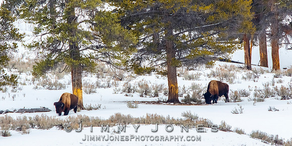 Bison