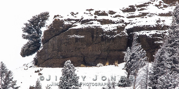 Big Horn at Moose Head Rock