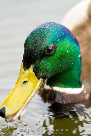 Male Mallard