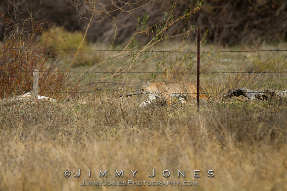 Bobcat