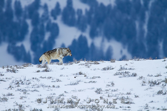 Canyon pack wolf