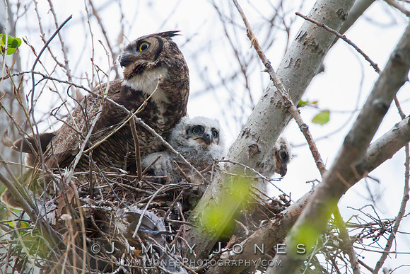 Great Horned Owl W/Owlets