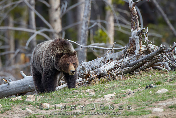 Grizzly Bear