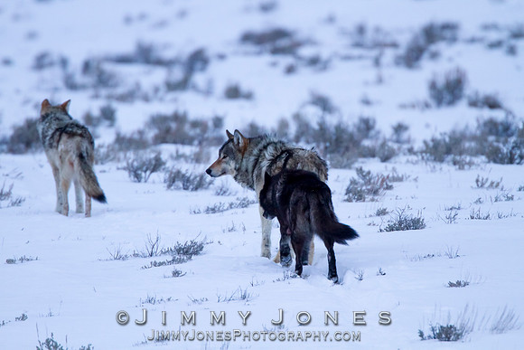 Canyon pack wolves