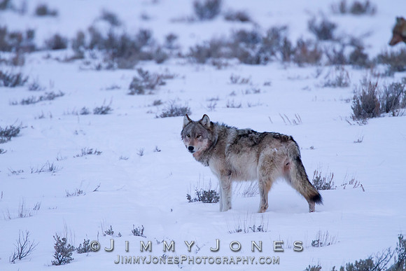 Canyon pack wolf