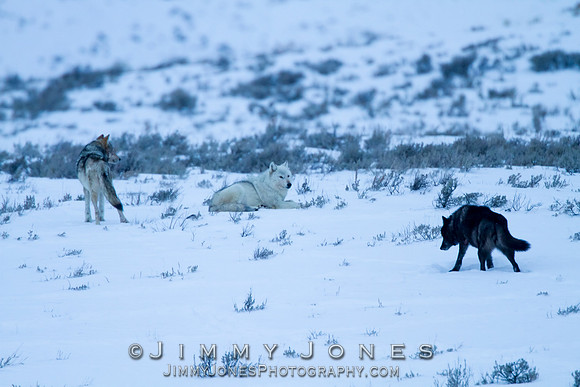 Canyon alpha female w/ packmates