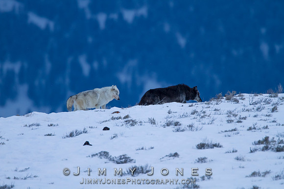 Canyon pack alphas