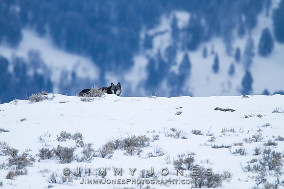 Canyon pack alpha male 712
