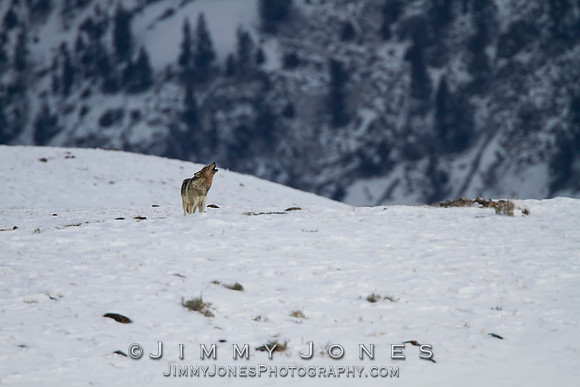 Canyon pack wolf
